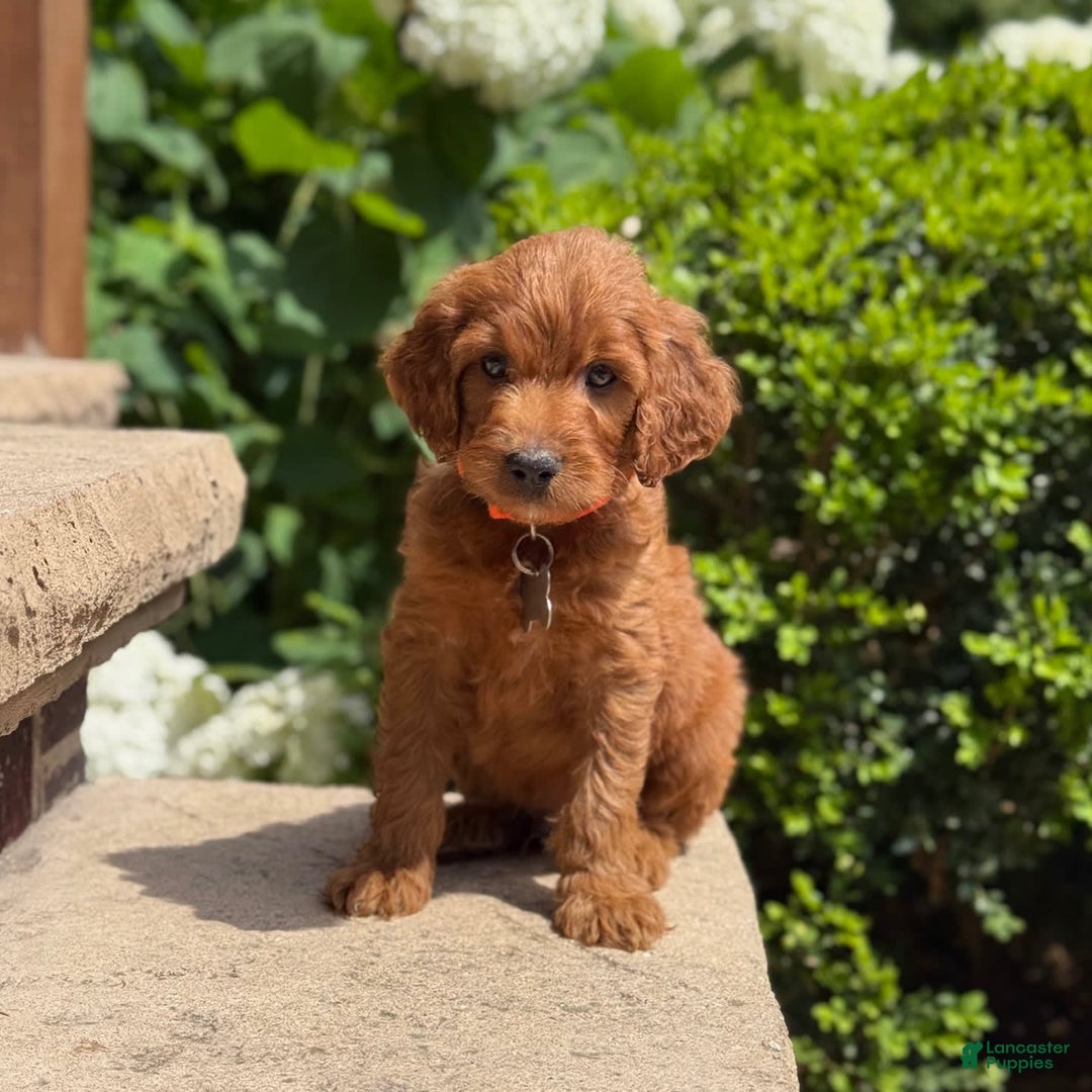 Goldendoodle dogs for sale: Ace - Image 5