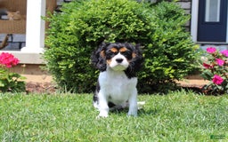 Cavalier King Charles Spaniel dogs for sale: Toby - Image 11