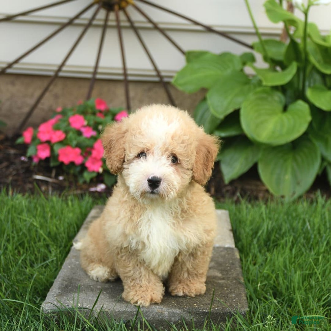 Mini Bernedoodle dogs for sale: Pluto - Image 2