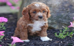 Cavapoo dogs for sale: Cocoa - Image 7