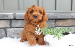Cavapoo dogs for sale: Theo - Image 7