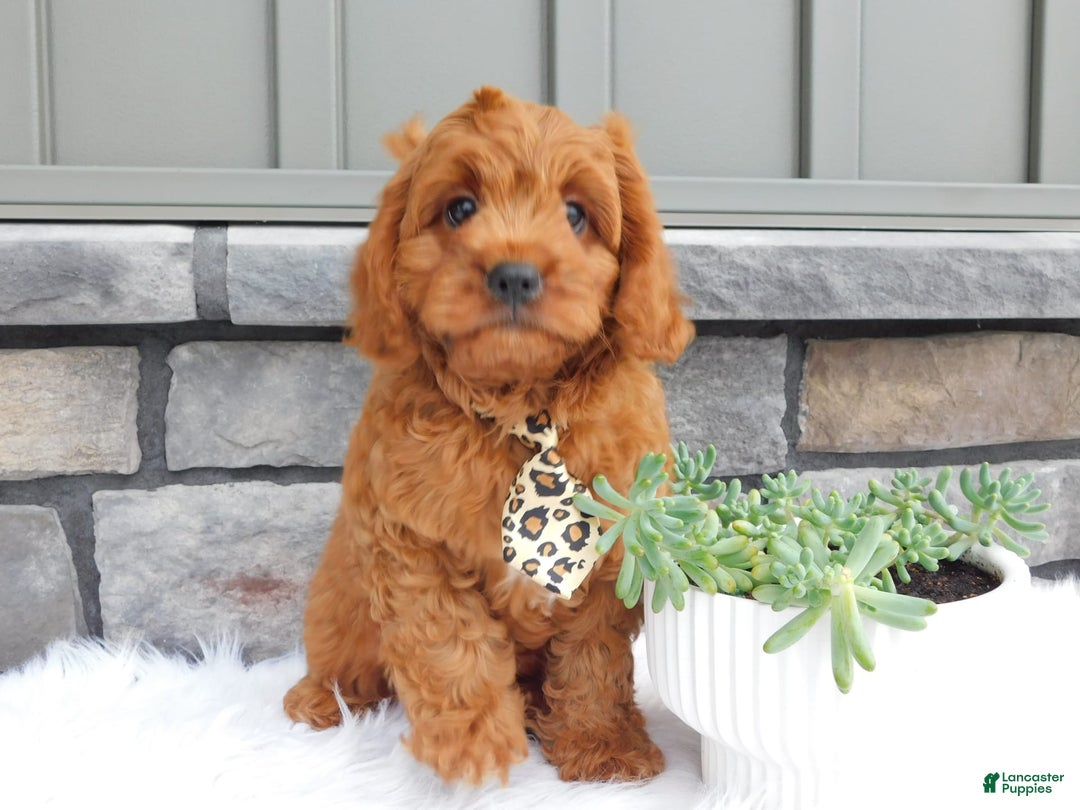 Cavapoo dogs for sale: Theo - Image 7