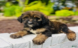 Bernedoodle dogs for sale: 💗 Coconut Bean - Image 3