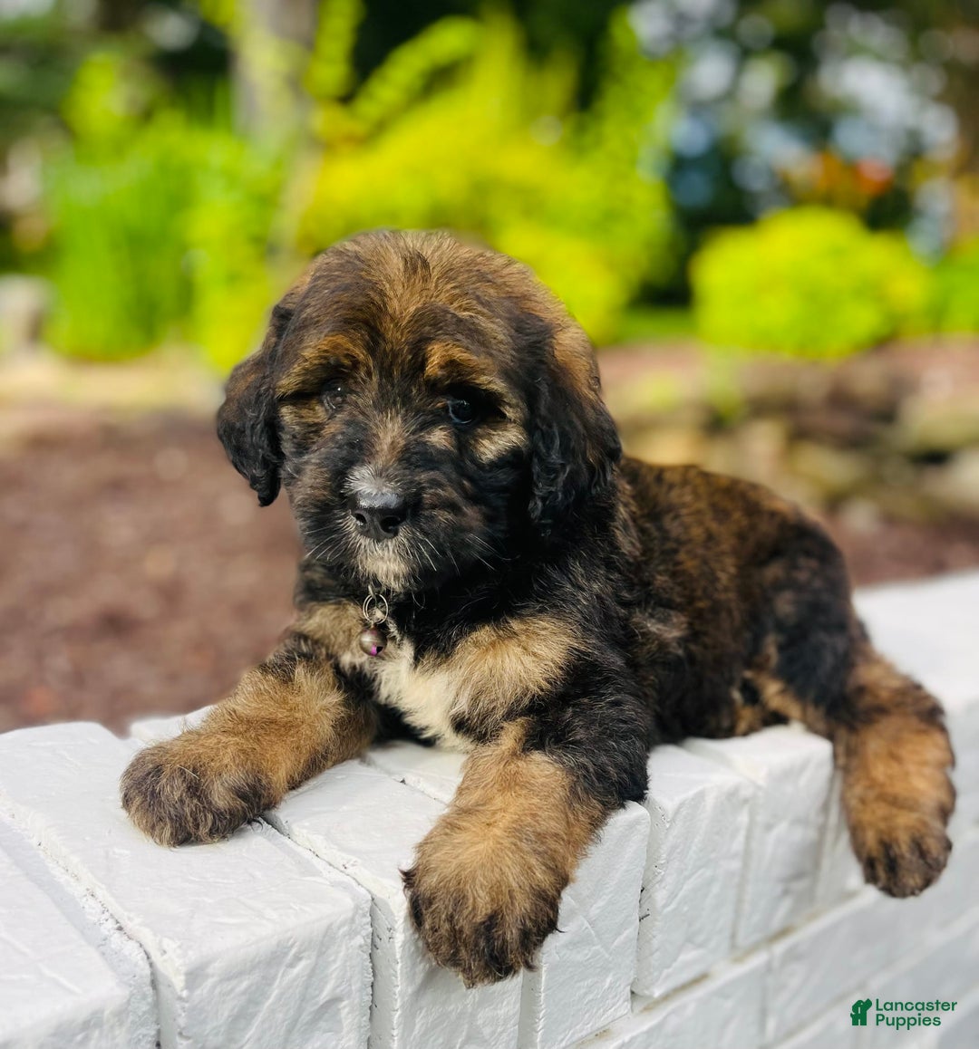 Bernedoodle dogs for sale: 💗 Coconut Bean - Image 3