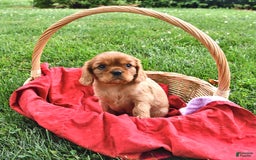 Cavalier King Charles Spaniel dogs for sale: Charlie - Image 10