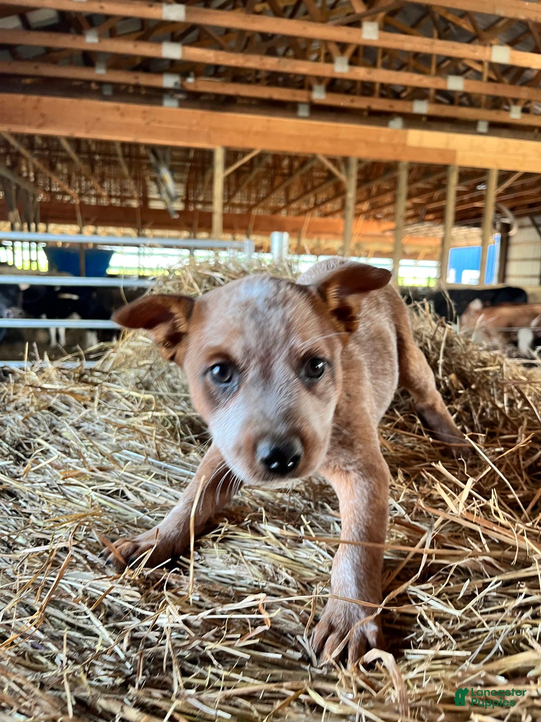 Australian Cattle Dog dogs for sale: Nina - Image 9