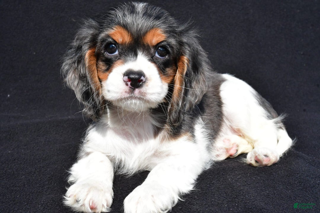 Cockalier dogs for sale: Violet - Image 9