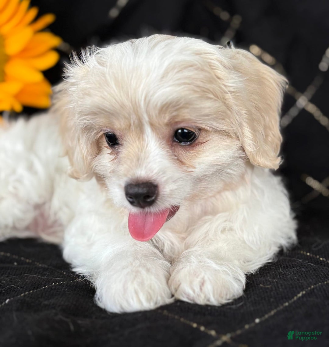 Maltese dogs for sale: EMORY - Image 6