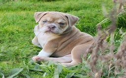 English Bulldog dogs for sale: Venus - Image 9