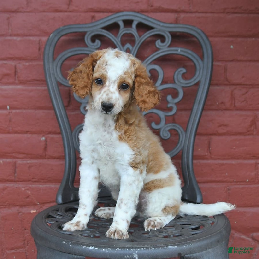Cockapoo dogs for sale: Kermit - Image 6
