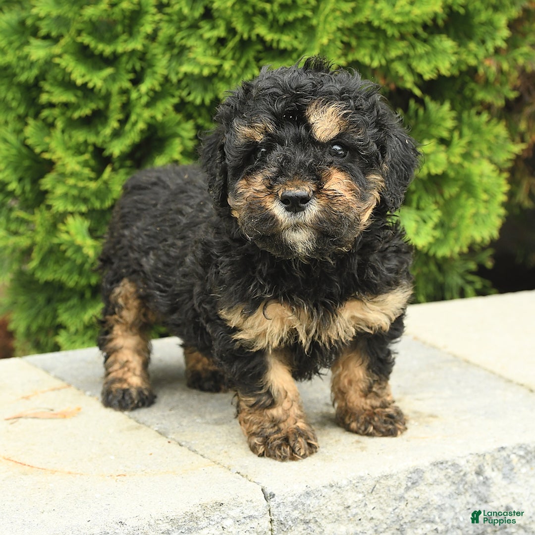 Miniature Poodle dogs for sale: Oscar - Image 12