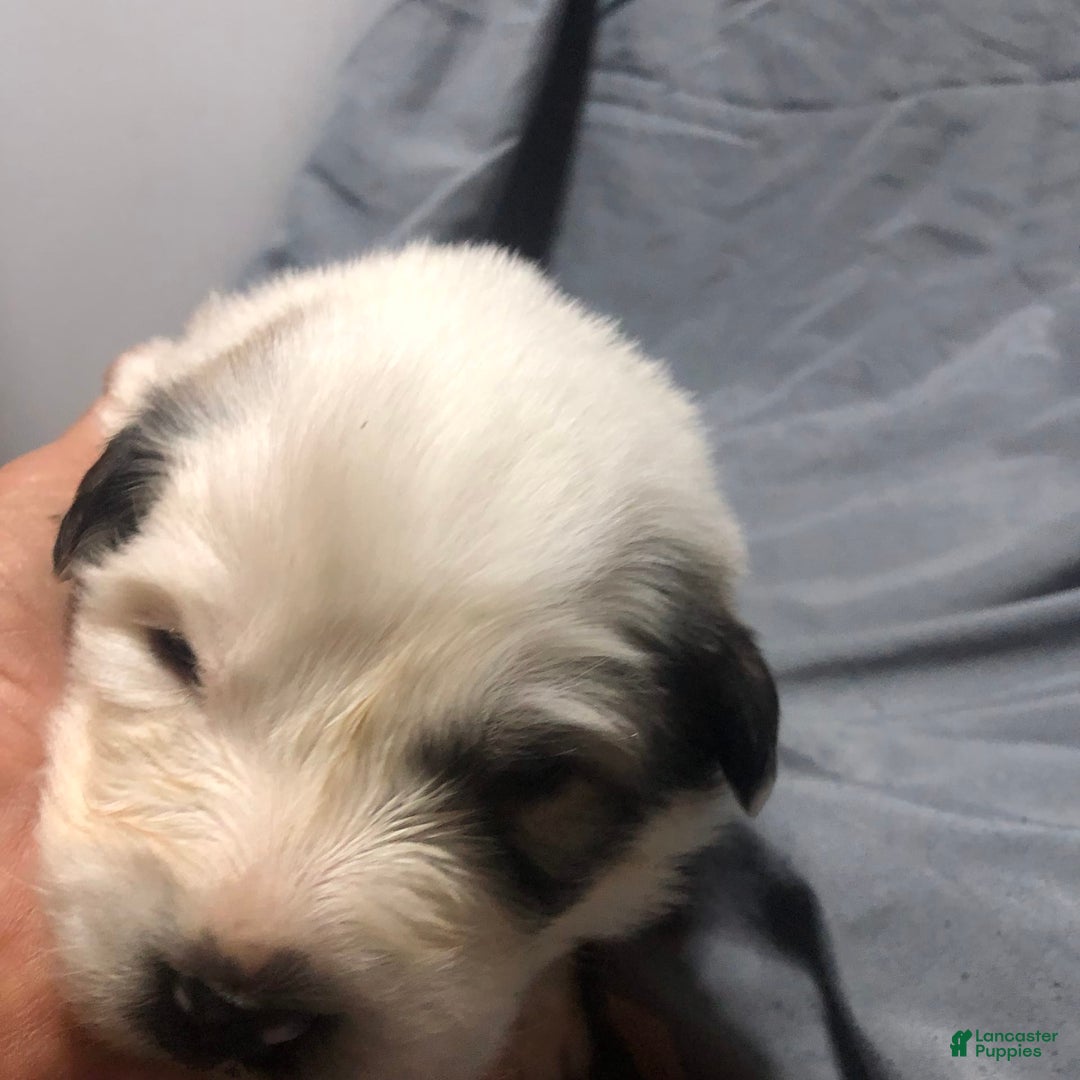 Great Pyrenees dogs for sale: Tinker Bell - Image 4