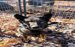 German Shepherd dogs for sale: Ellie - Image 9