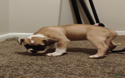 American Bulldog dogs for sale: Queenie - Image 1