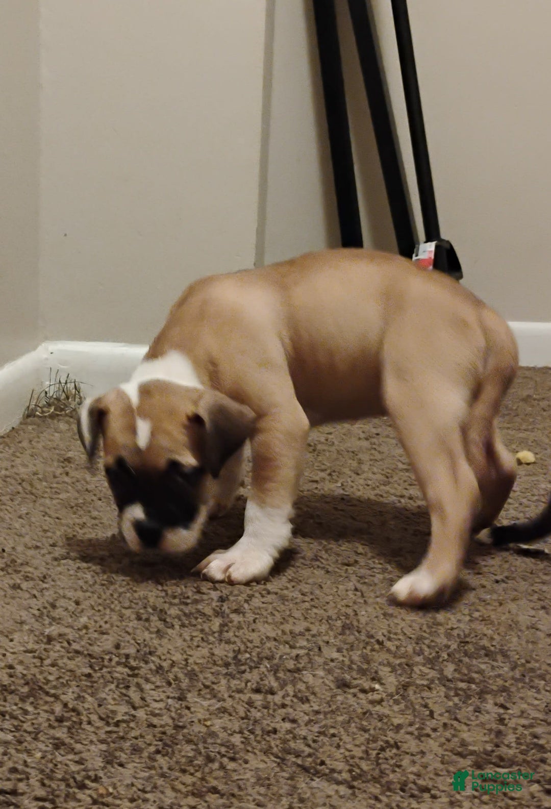 American Bulldog dogs for sale: Queenie - Image 1