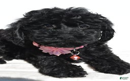 Cockapoo dogs for sale: Sheila - Image 7