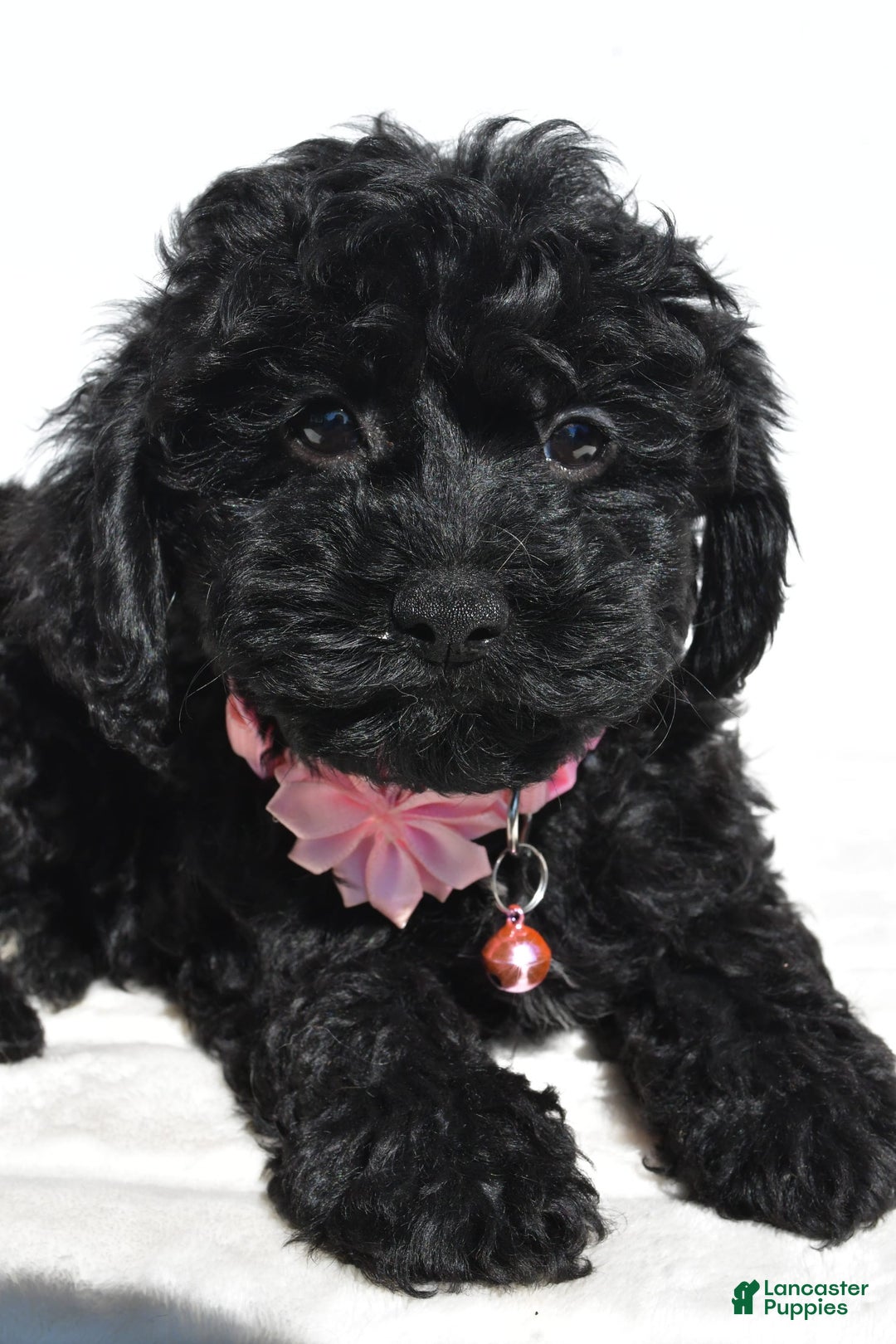 Cockapoo dogs for sale: Sheila - Image 7
