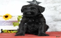 Giant Schnauzer dogs for sale: Teresa Giant - Image 9