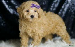Miniature Poodle dogs for sale: Paris - Image 4