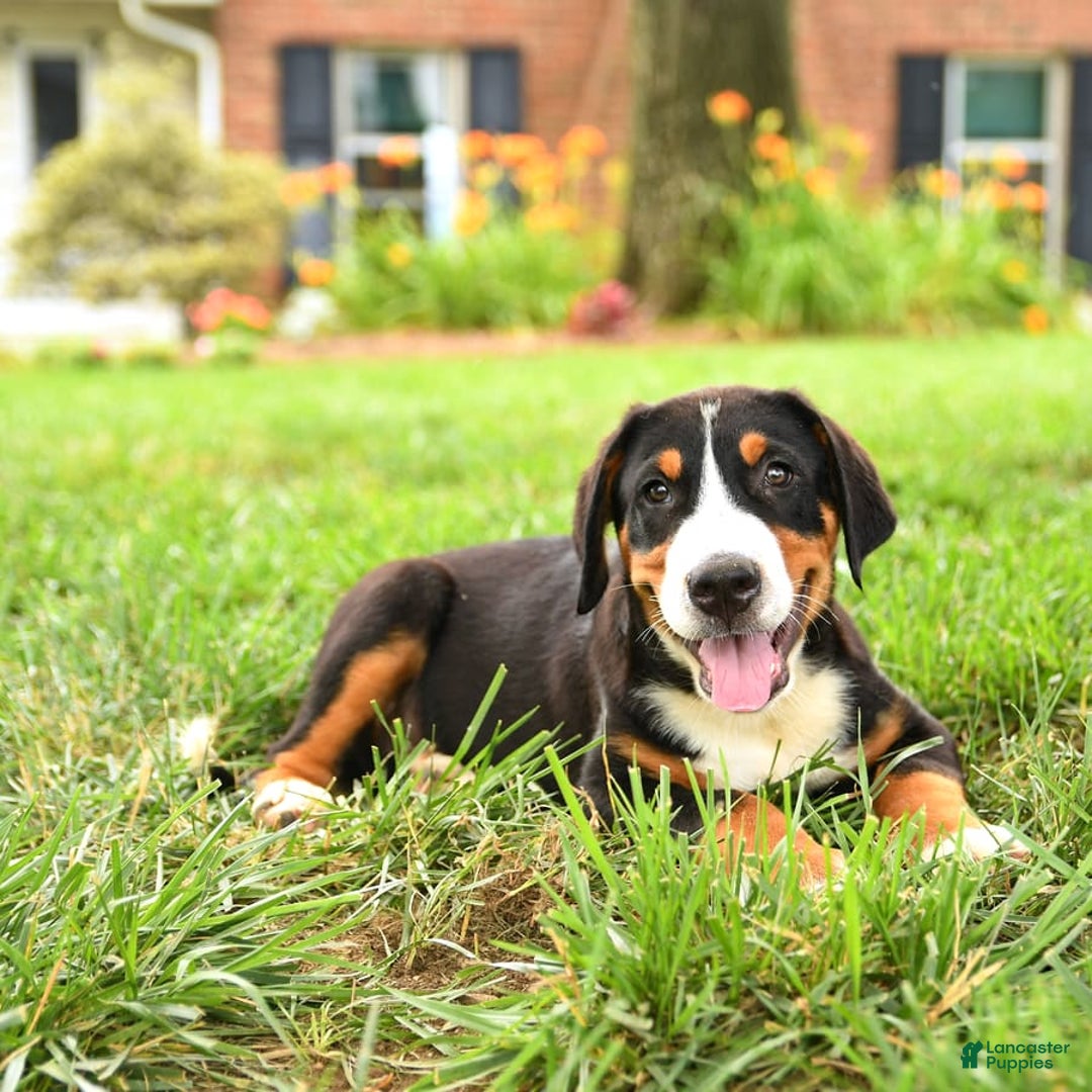 Greater Swiss Mountain Dog dogs for sale: Cash - Image 2