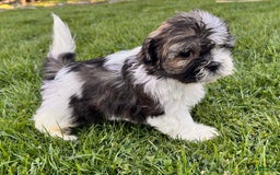 Shih Tzu dogs for sale: Cupcake - Image 1