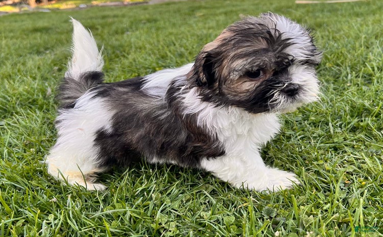 Shih Tzu dogs for sale - Ad 2