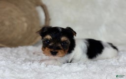 Yorkshire Terrier dogs for sale: Luka - Image 3