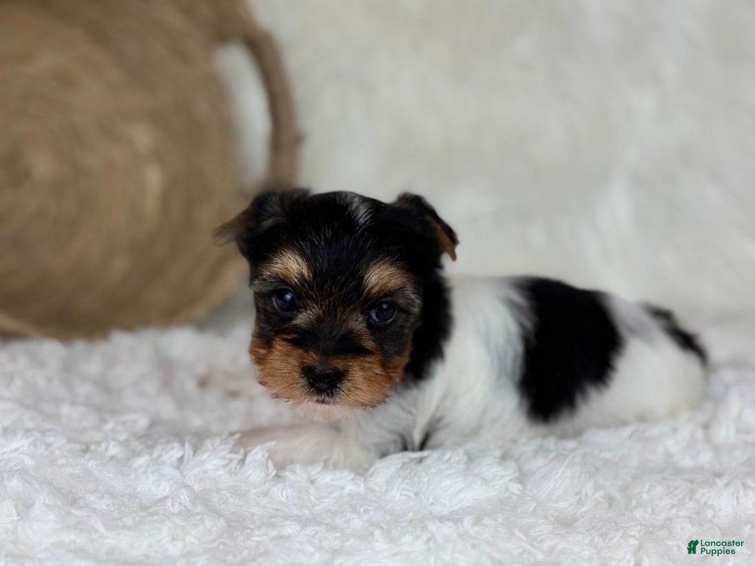 Yorkshire Terrier dogs for sale: Luka - Image 3