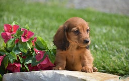 Miniature Dachshund dogs for sale: Dallas - Image 2