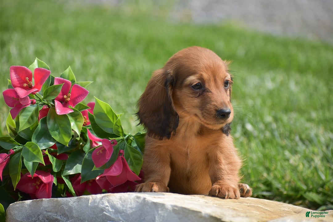 Miniature Dachshund dogs for sale: Dallas - Image 2