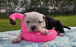 Olde English Bulldogge dogs for sale: Roger - Image 5