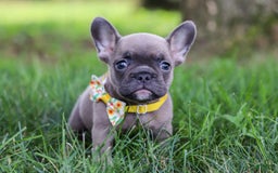 French Bulldog dogs for sale: French Bulldog 3 puppies - Image 4