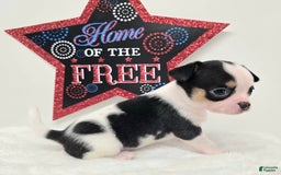 Chihuahua dogs for sale: Leti - Image 3