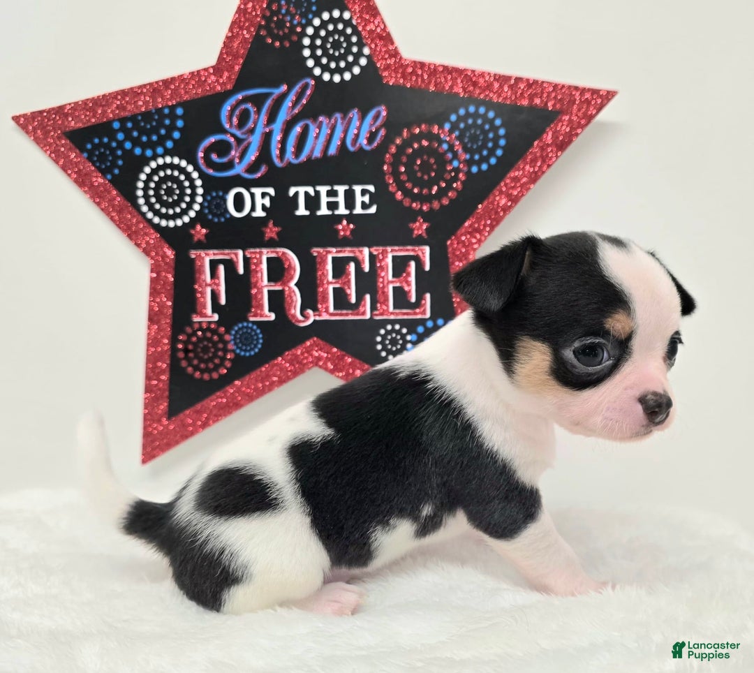 Chihuahua dogs for sale: Leti - Image 3