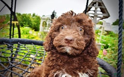 Havapoo dogs for sale: Teddy - Image 5