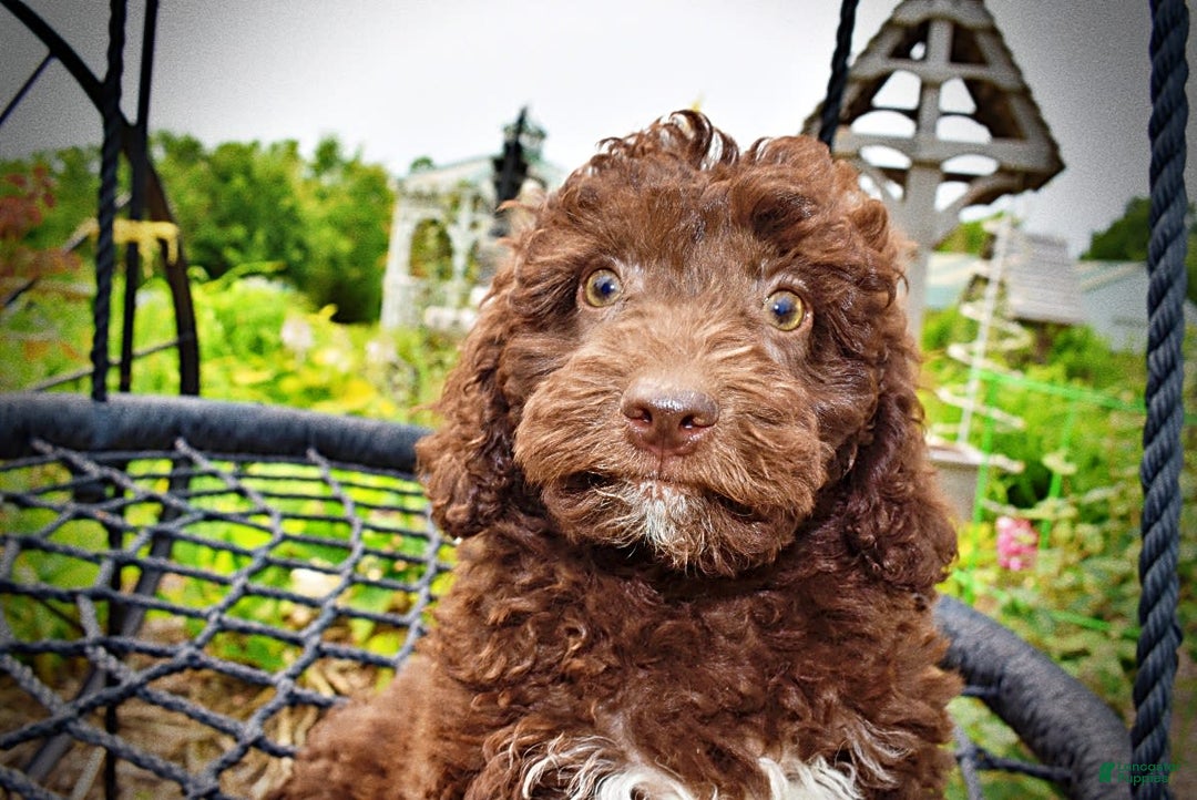 Havapoo dogs for sale: Teddy - Image 5