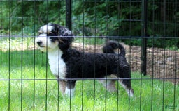 Mini Bernedoodle dogs for sale: Riley - Image 10