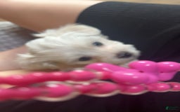 Maltese dogs for sale: Tutie - Image 7