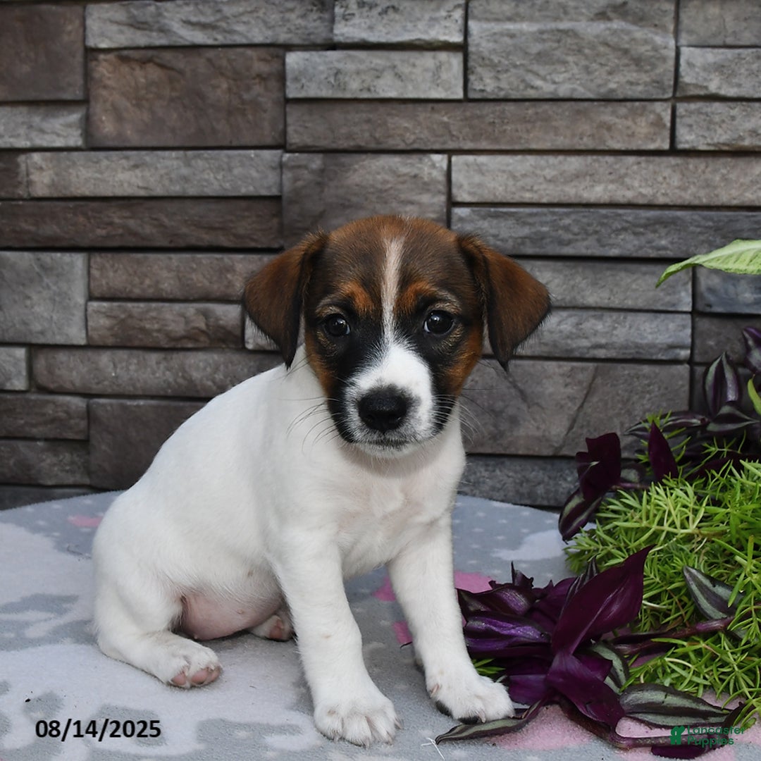 Jack Russell Terrier dogs for sale: Sugar - Image 1