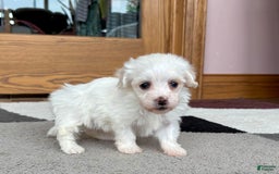 Coton De Tulear dogs for sale: TJ - Image 11