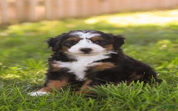 Mini Bernedoodle dogs for sale: Mary - Image 9