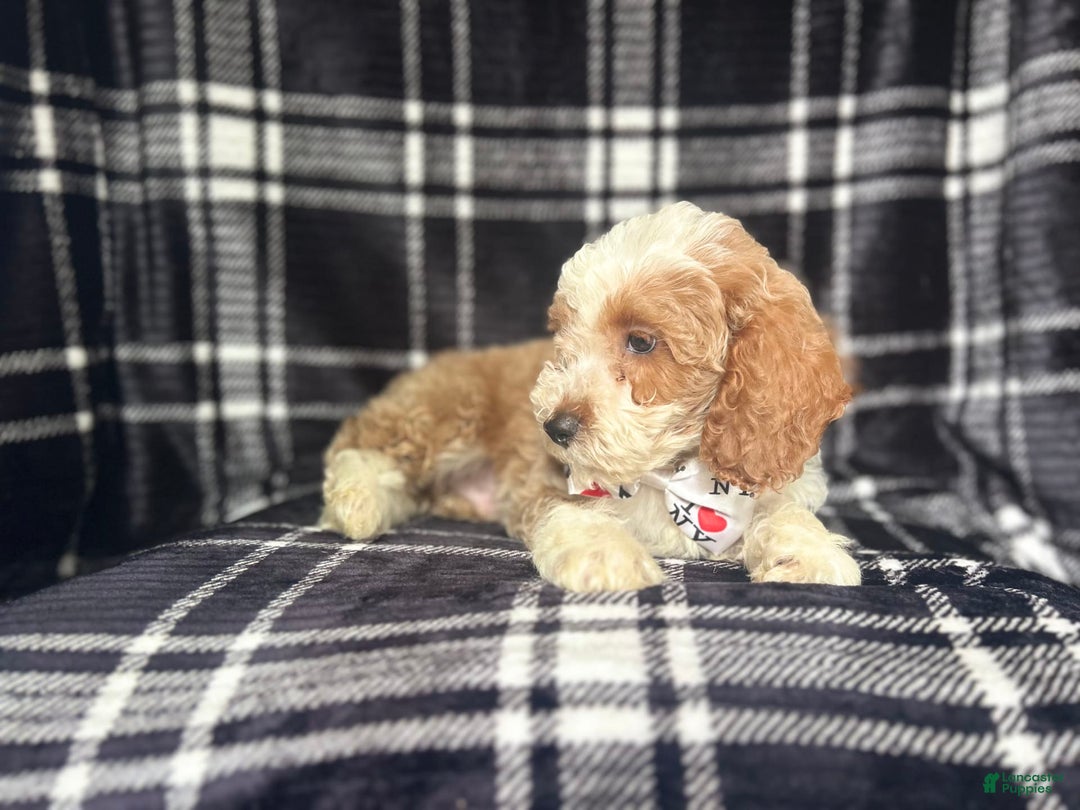 Cockapoo dogs for sale: Mac - Image 5