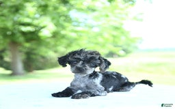 Toy Poodle dogs for sale: Simbo - Image 2