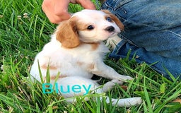 Cavalier King Charles Spaniel dogs for sale: Bluey - Image 4