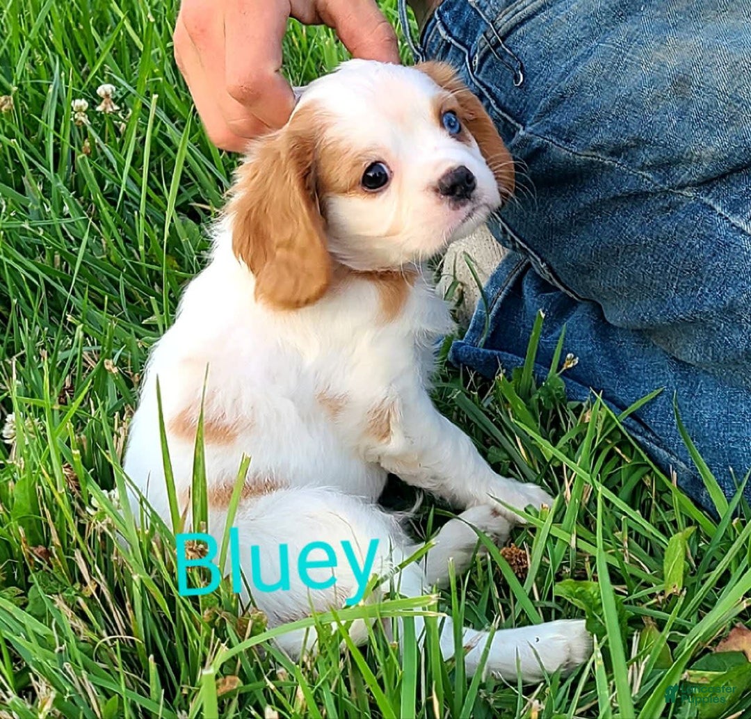 Cavalier King Charles Spaniel dogs for sale: Bluey - Image 4