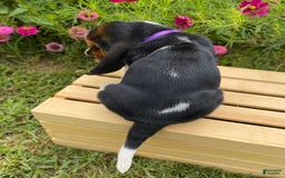 Basset Hound dogs for sale: Sadie - Image 11
