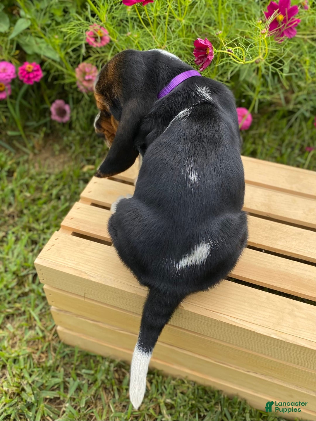 Basset Hound dogs for sale: Sadie - Image 11