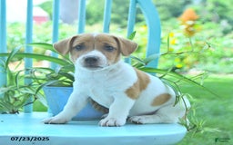 Jack Russell Terrier dogs for sale: Mia - Image 2