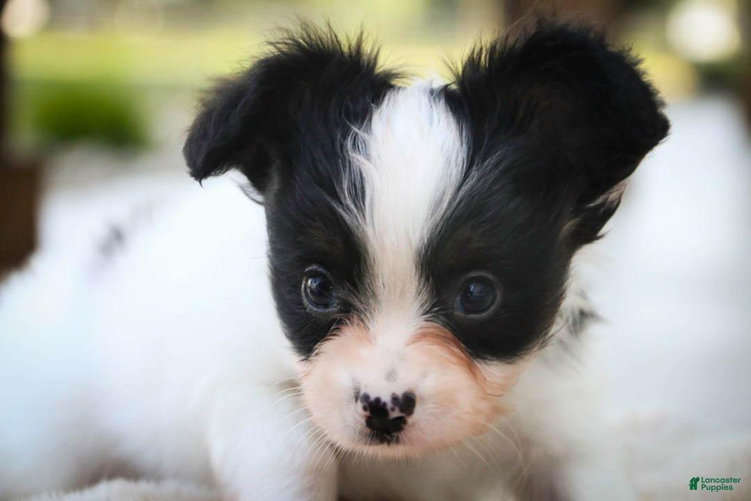 Papillon dogs for sale: Leonardo - Image 6