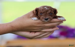 Toy Poodle dogs for sale: Dusky - Image 6